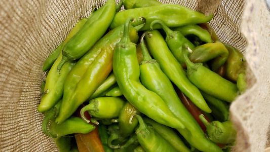 Hatch green chile in a burlap sack